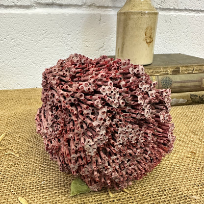 Antique Red Sea Coral Specimen