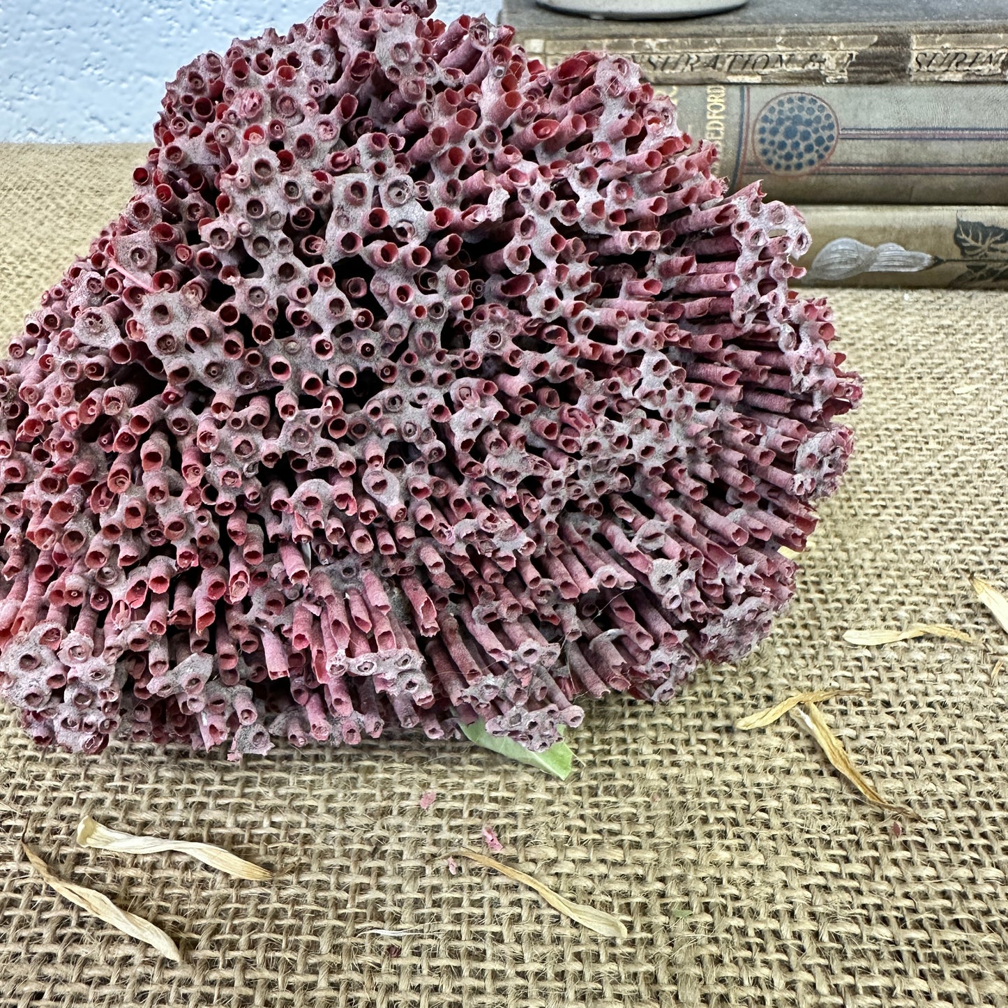 Antique Red Sea Coral Specimen