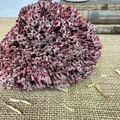 Antique Red Sea Coral Specimen