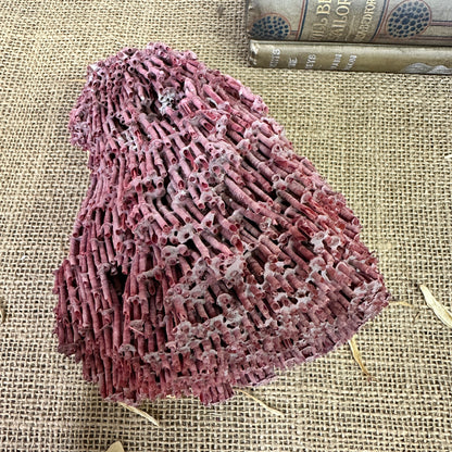 Antique Red Sea Coral Specimen