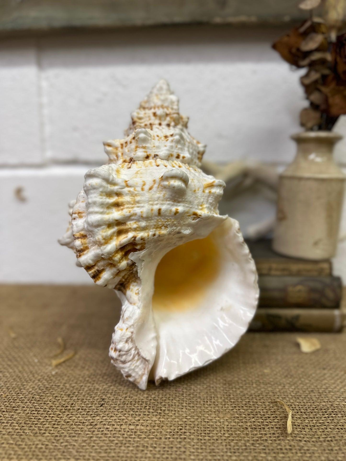 Antique Large Frog Conch Shell