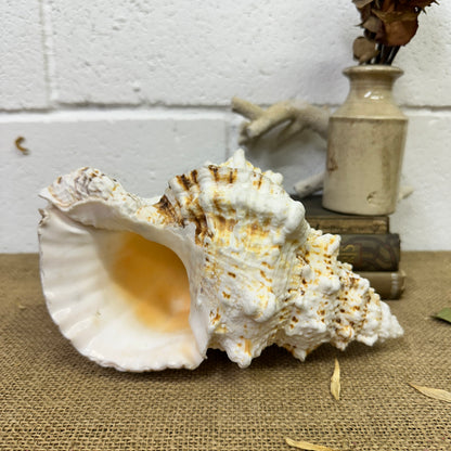Antique Large Frog Conch Shell