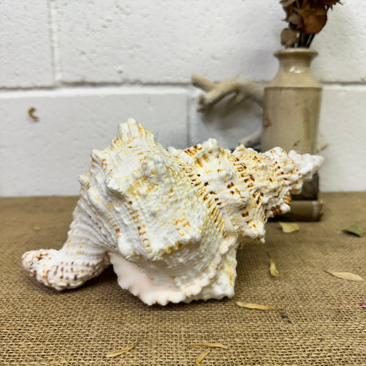 Antique Large Frog Conch Shell