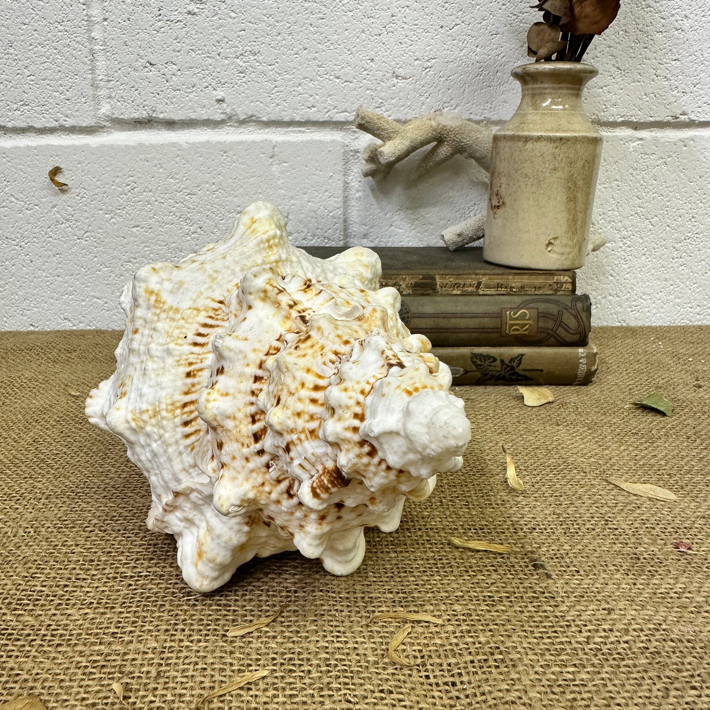 Antique Large Frog Conch Shell