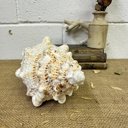 Antique Large Frog Conch Shell