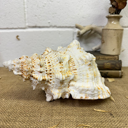 Antique Large Frog Conch Shell