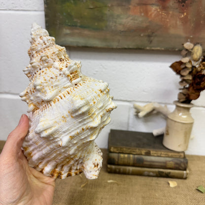 Antique Large Frog Conch Shell