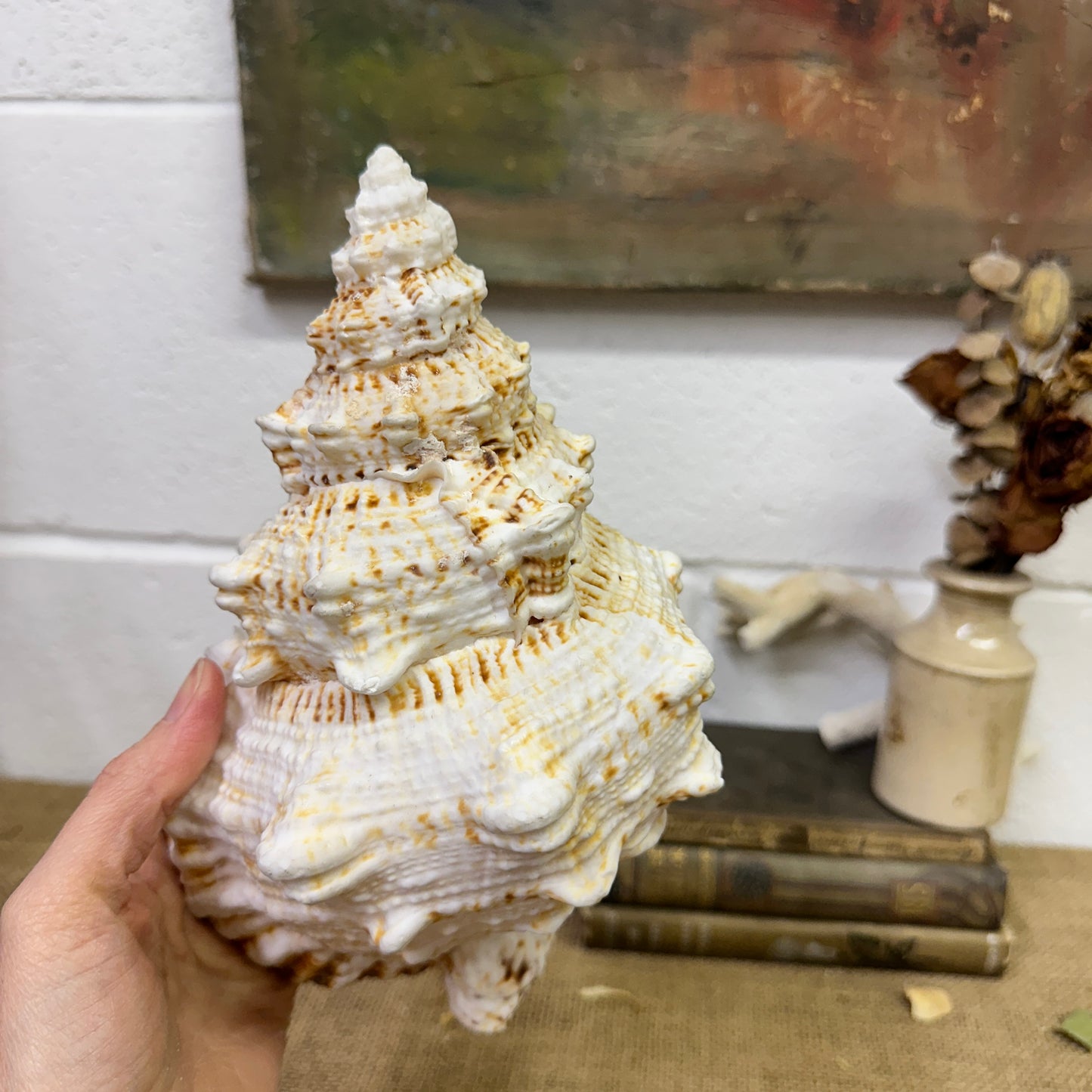 Antique Large Frog Conch Shell