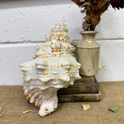 Antique Large Frog Conch Shell