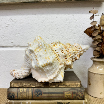 Antique Large Frog Conch Shell