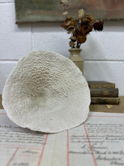 Antique Elephant Ear Mushroom Sea Coral Specimen