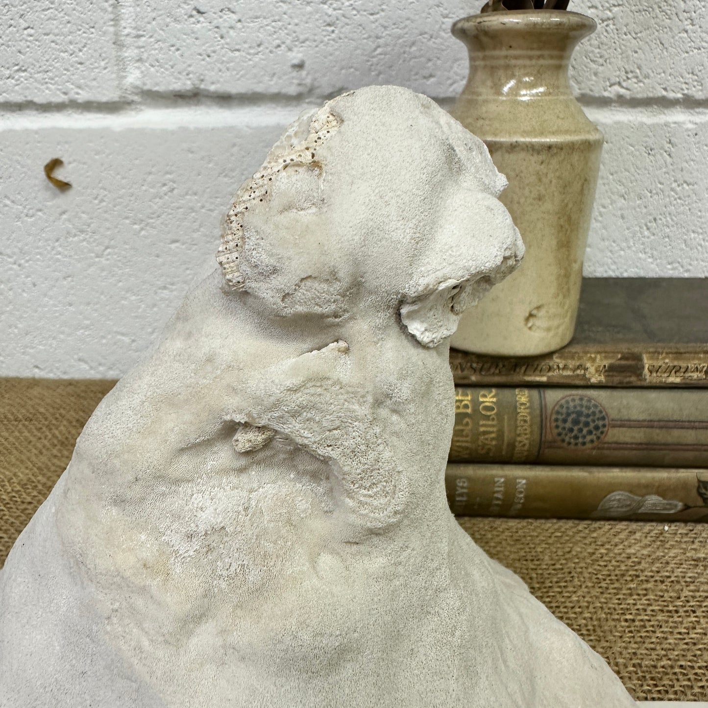 Antique Elephant Ear Mushroom Sea Coral Specimen