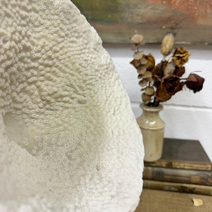Antique Elephant Ear Mushroom Sea Coral Specimen