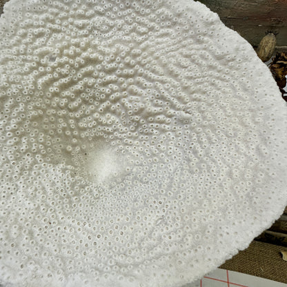 Antique Elephant Ear Mushroom Sea Coral Specimen