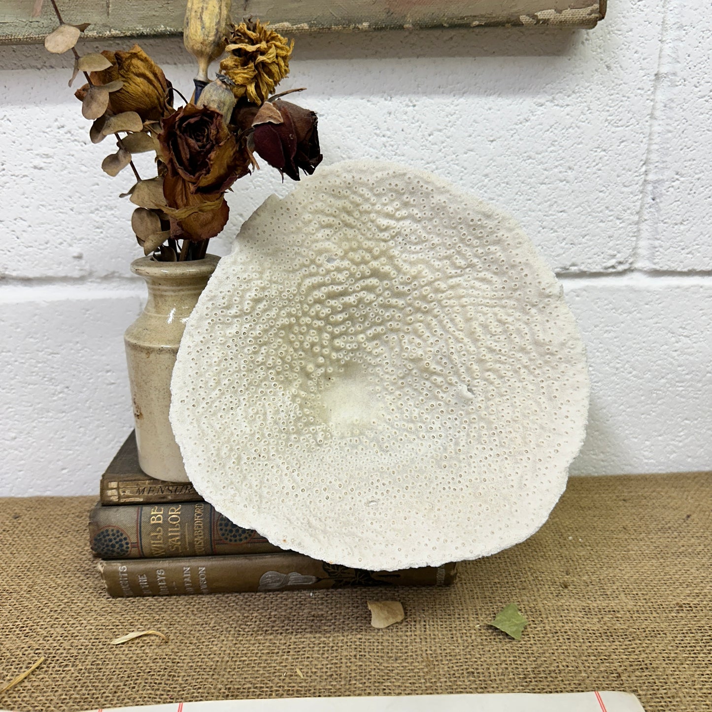 Antique Elephant Ear Mushroom Sea Coral Specimen