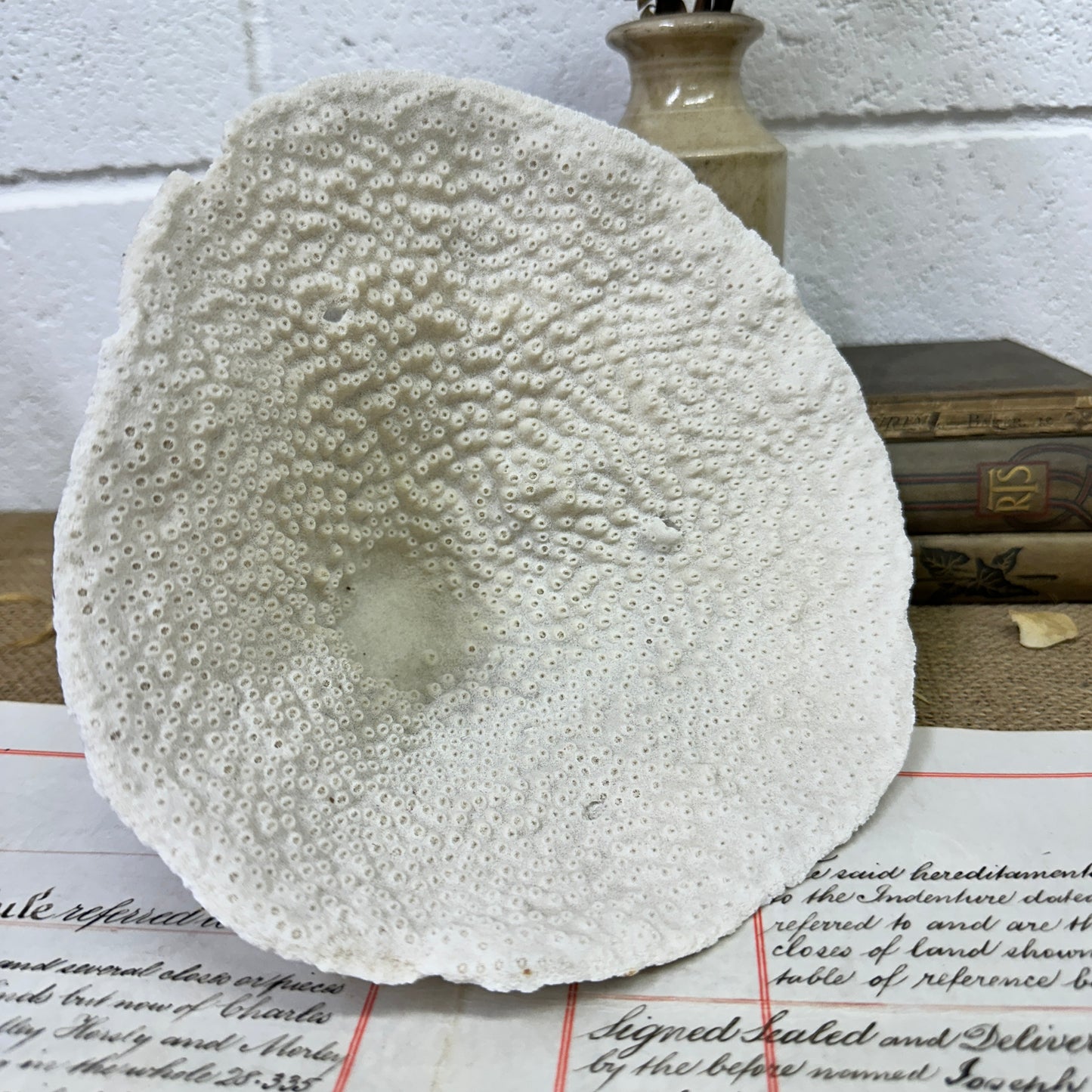 Antique Elephant Ear Mushroom Sea Coral Specimen