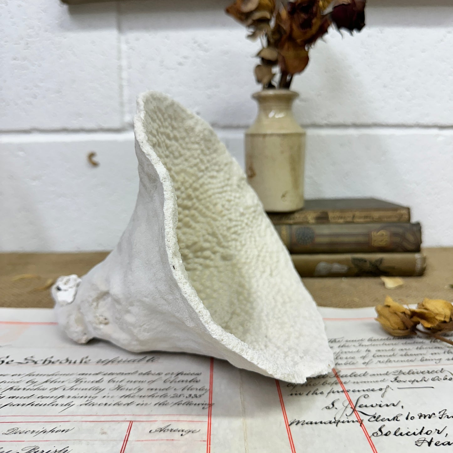 Antique Elephant Ear Mushroom Sea Coral Specimen