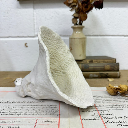 Antique Elephant Ear Mushroom Sea Coral Specimen