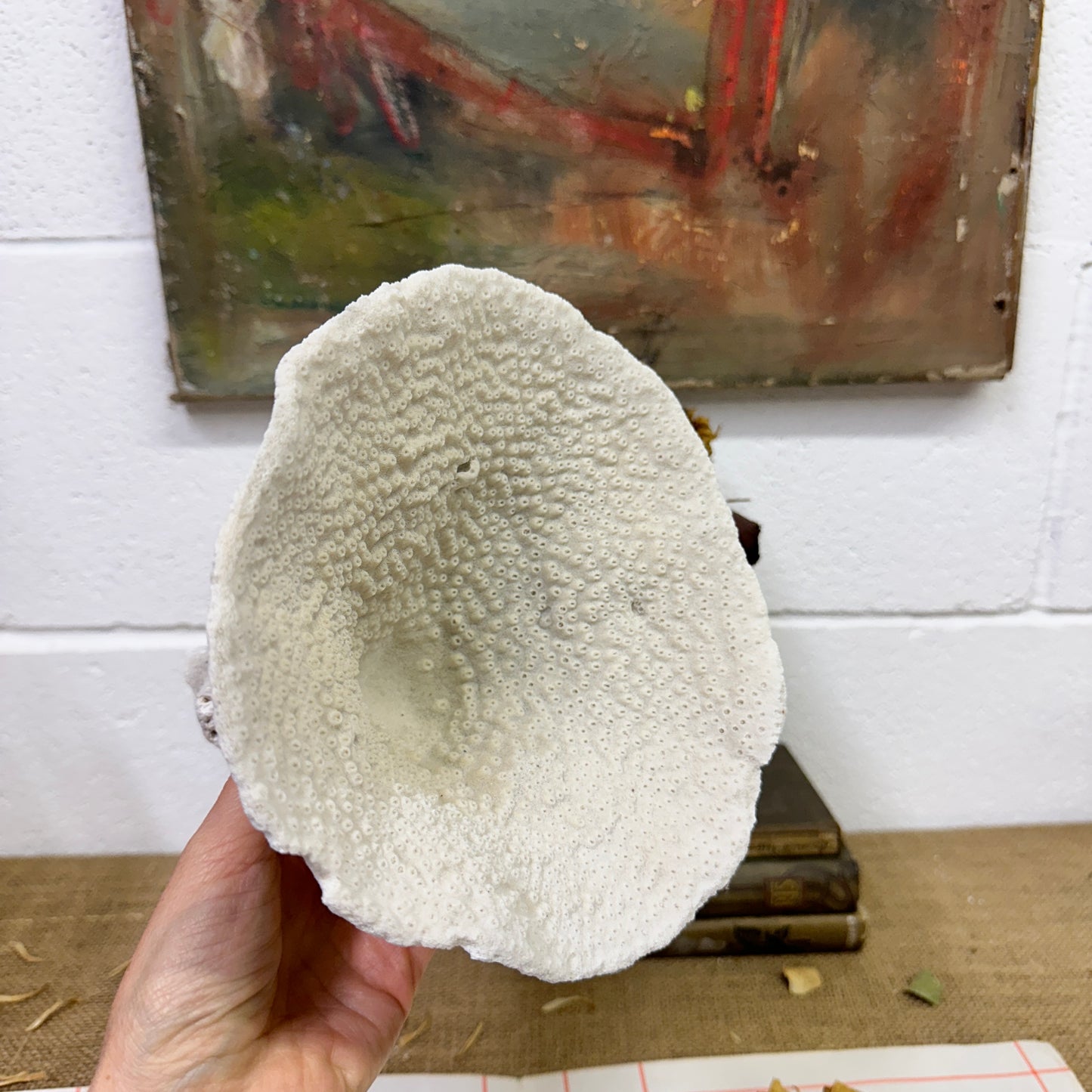 Antique Elephant Ear Mushroom Sea Coral Specimen