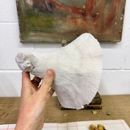 Antique Elephant Ear Mushroom Sea Coral Specimen