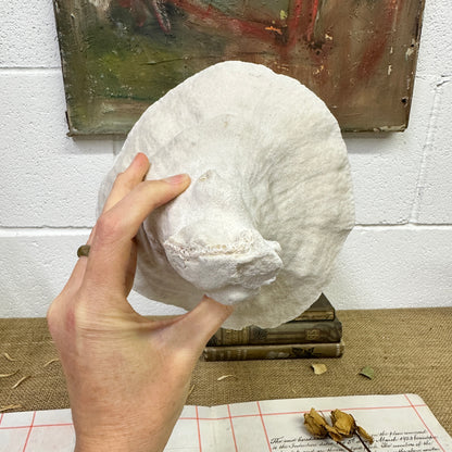 Antique Elephant Ear Mushroom Sea Coral Specimen