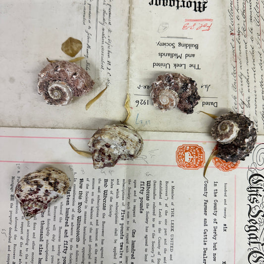 Angaria delphinus Seashells