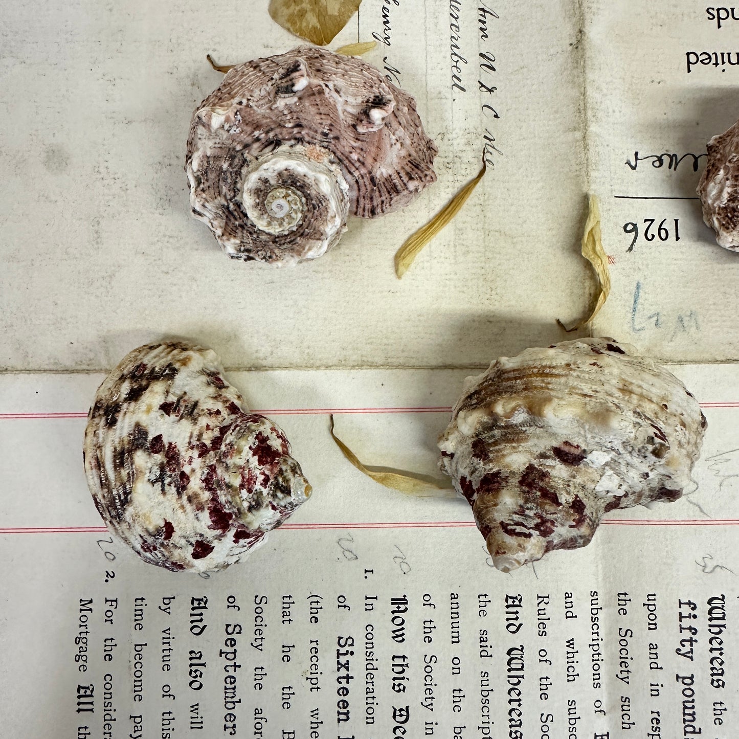 Angaria delphinus Seashells