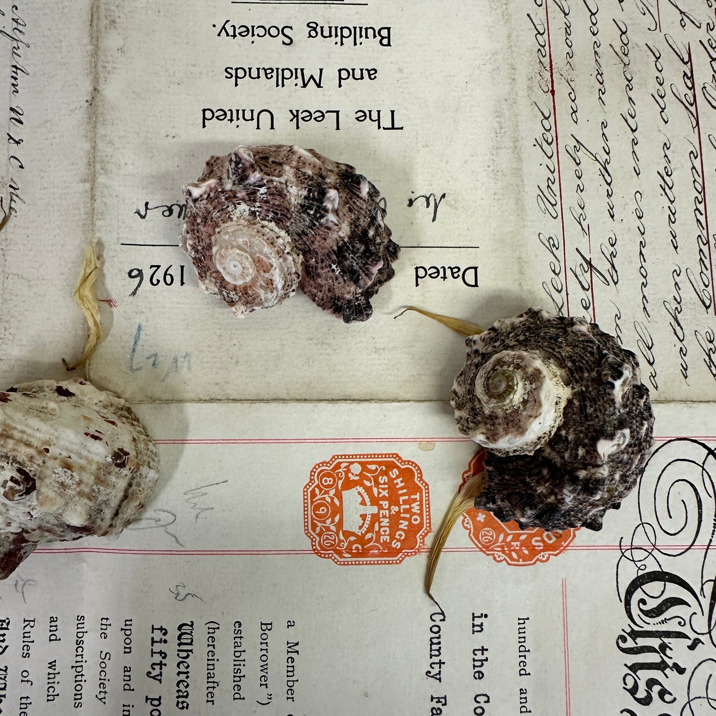 Angaria delphinus Seashells