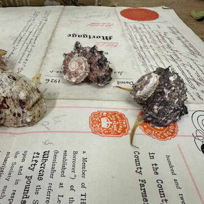 Angaria delphinus Seashells