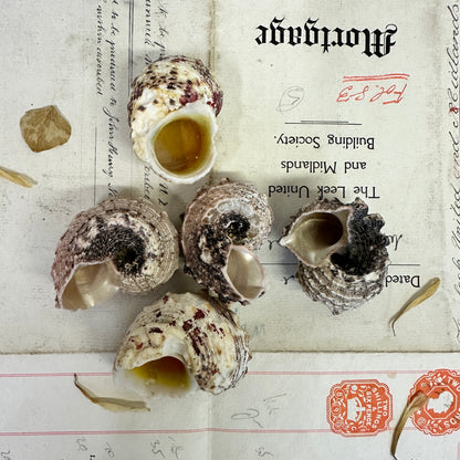 Angaria delphinus Seashells