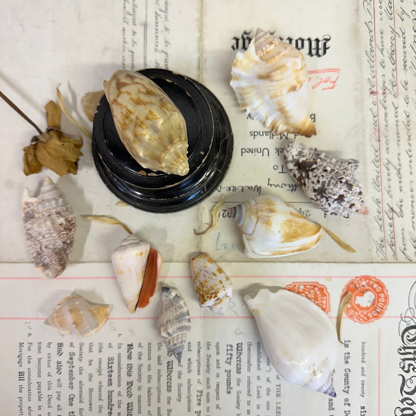 Bear Conch Seashells