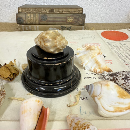 Bear Conch Seashells