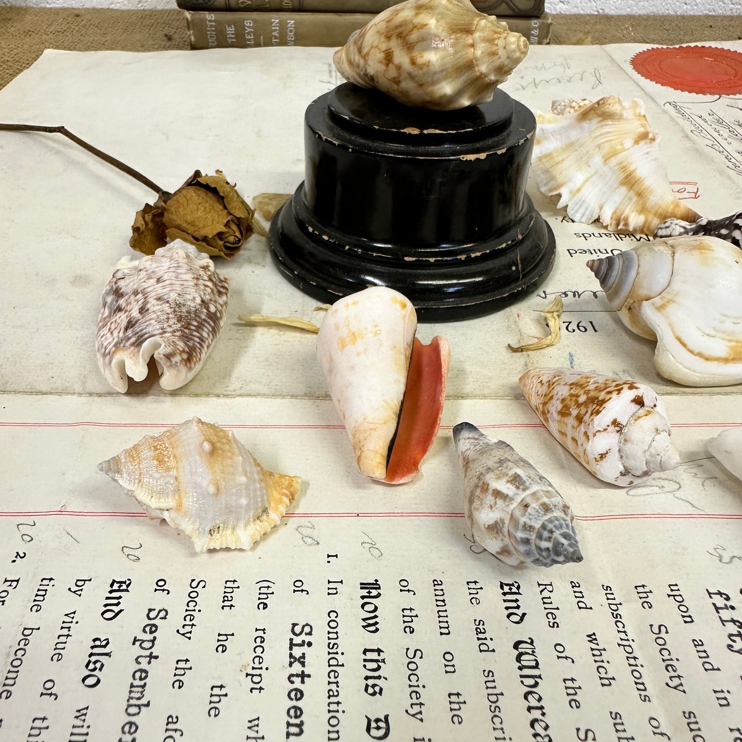 Bear Conch Seashells