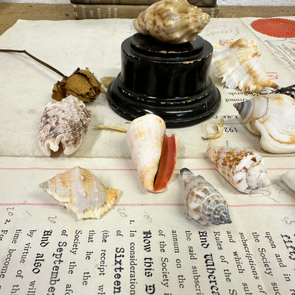 Bear Conch Seashells