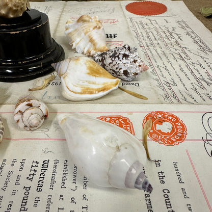 Bear Conch Seashells