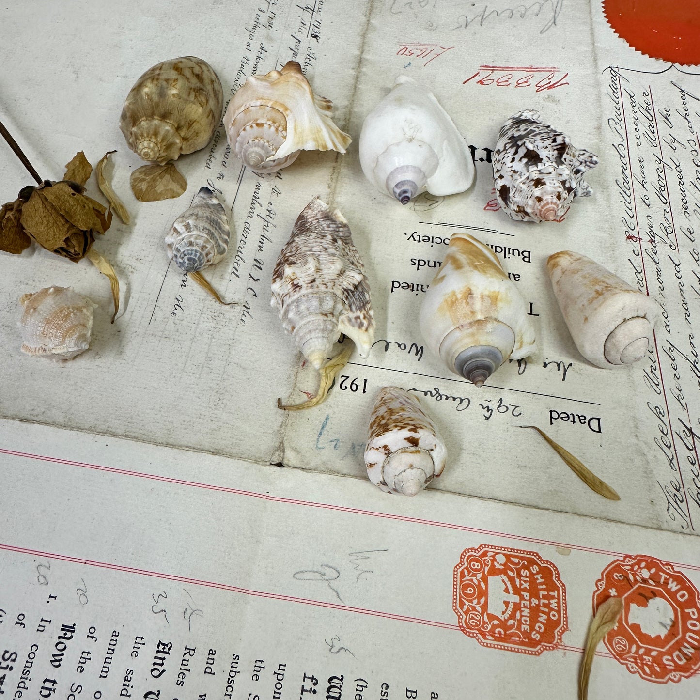 Bear Conch Seashells