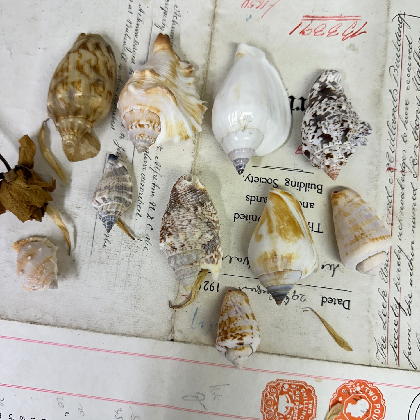 Bear Conch Seashells