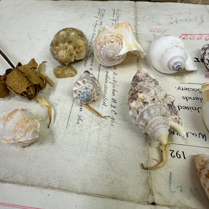 Bear Conch Seashells