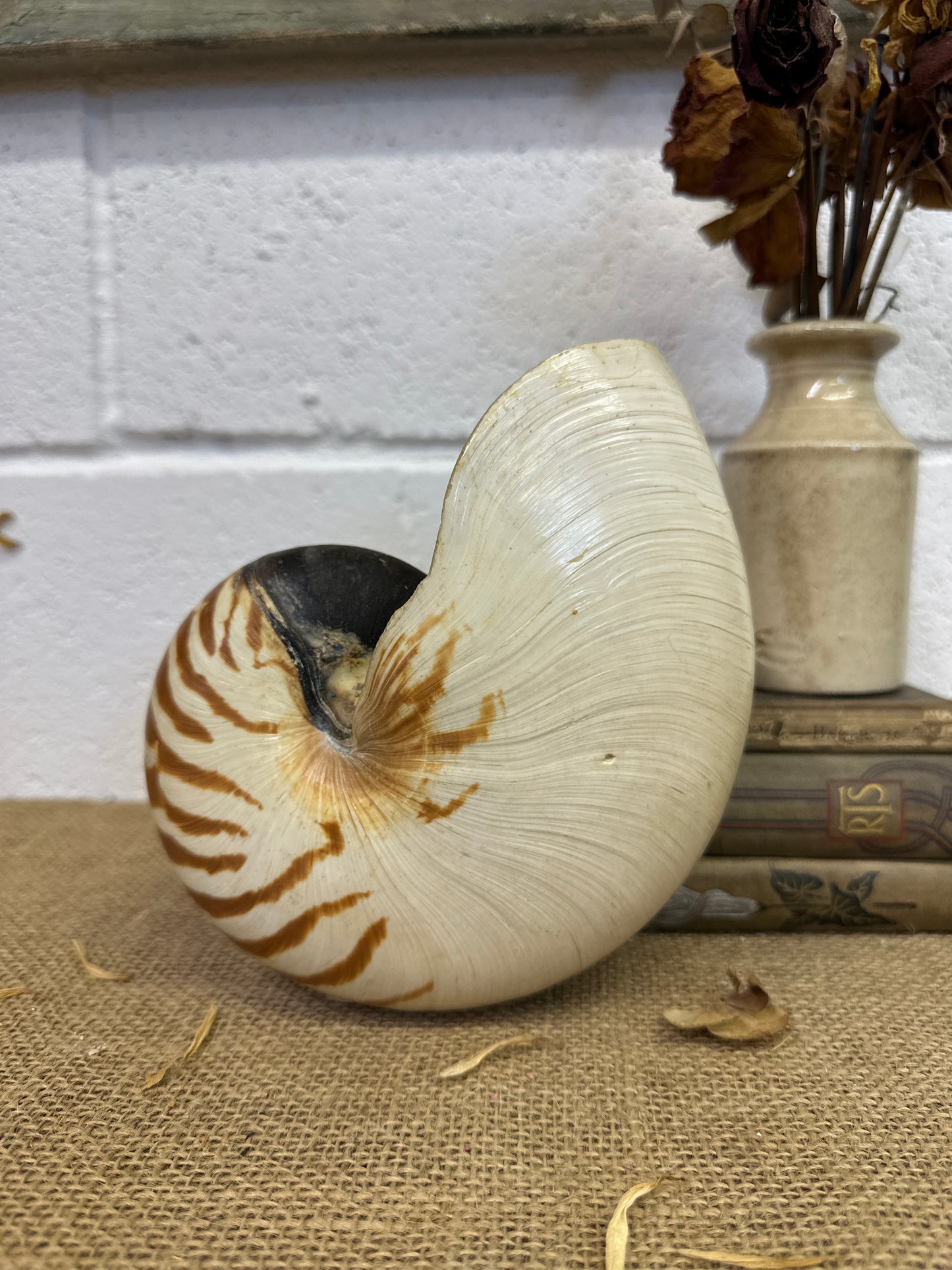 Nautilus Sea Shell Tiger Full Shell