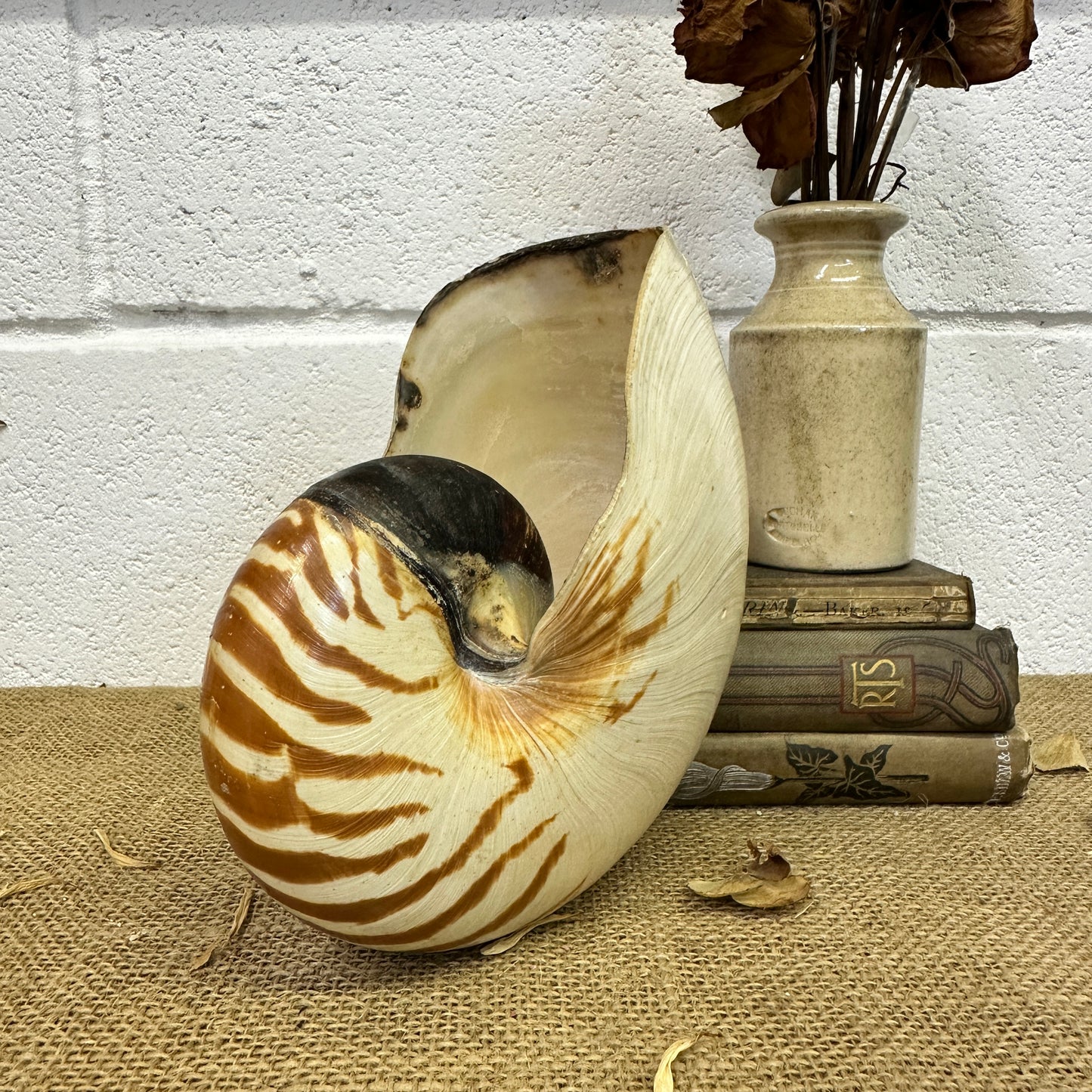 Nautilus Sea Shell Tiger Full Shell