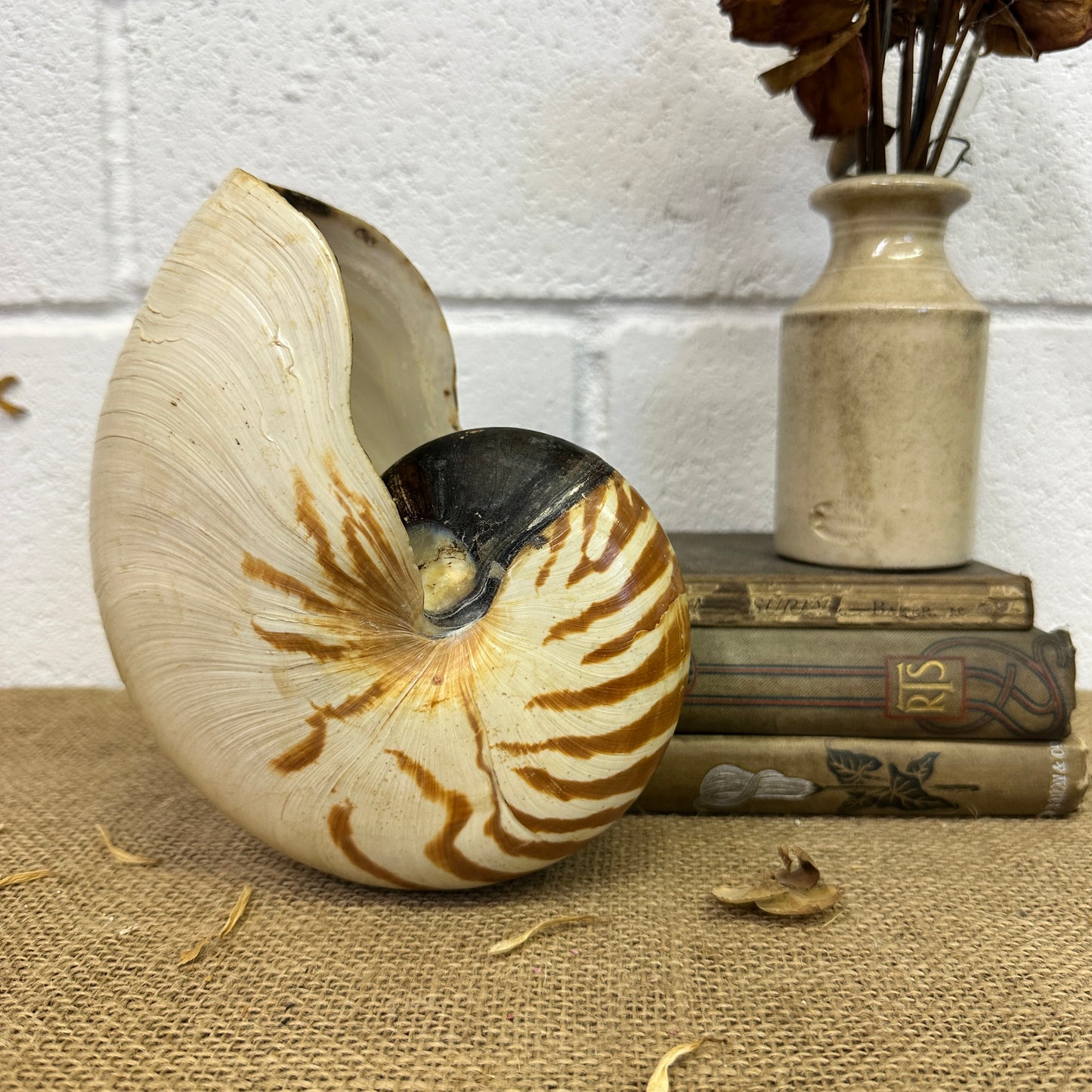 Nautilus Sea Shell Tiger Full Shell