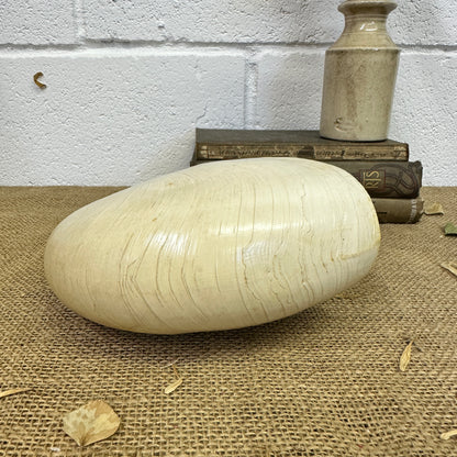 Nautilus Sea Shell Tiger Full Shell