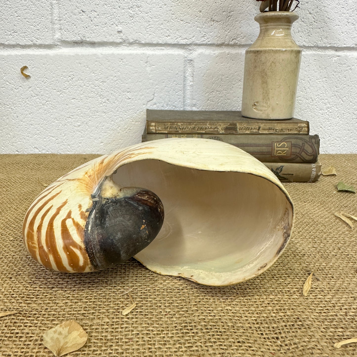 Nautilus Sea Shell Tiger Full Shell