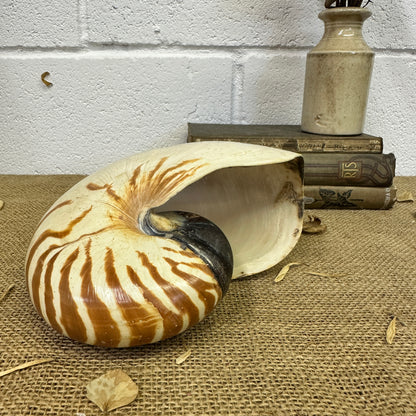 Nautilus Sea Shell Tiger Full Shell