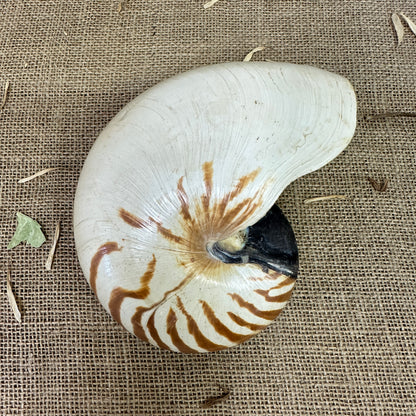 Nautilus Sea Shell Tiger Full Shell