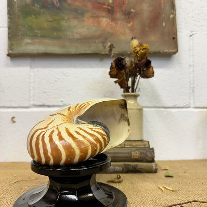 Nautilus Sea Shell Tiger Full Shell