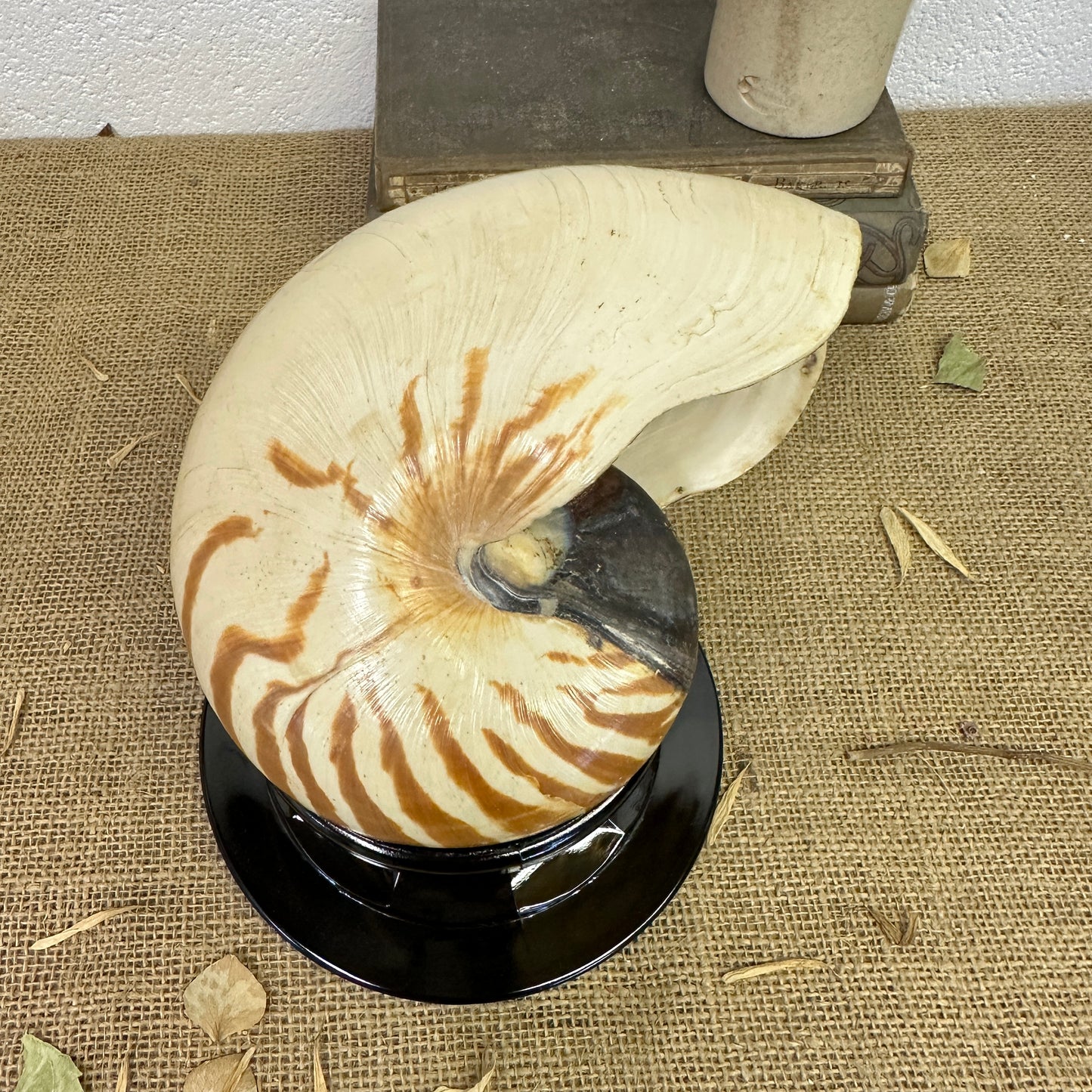 Nautilus Sea Shell Tiger Full Shell