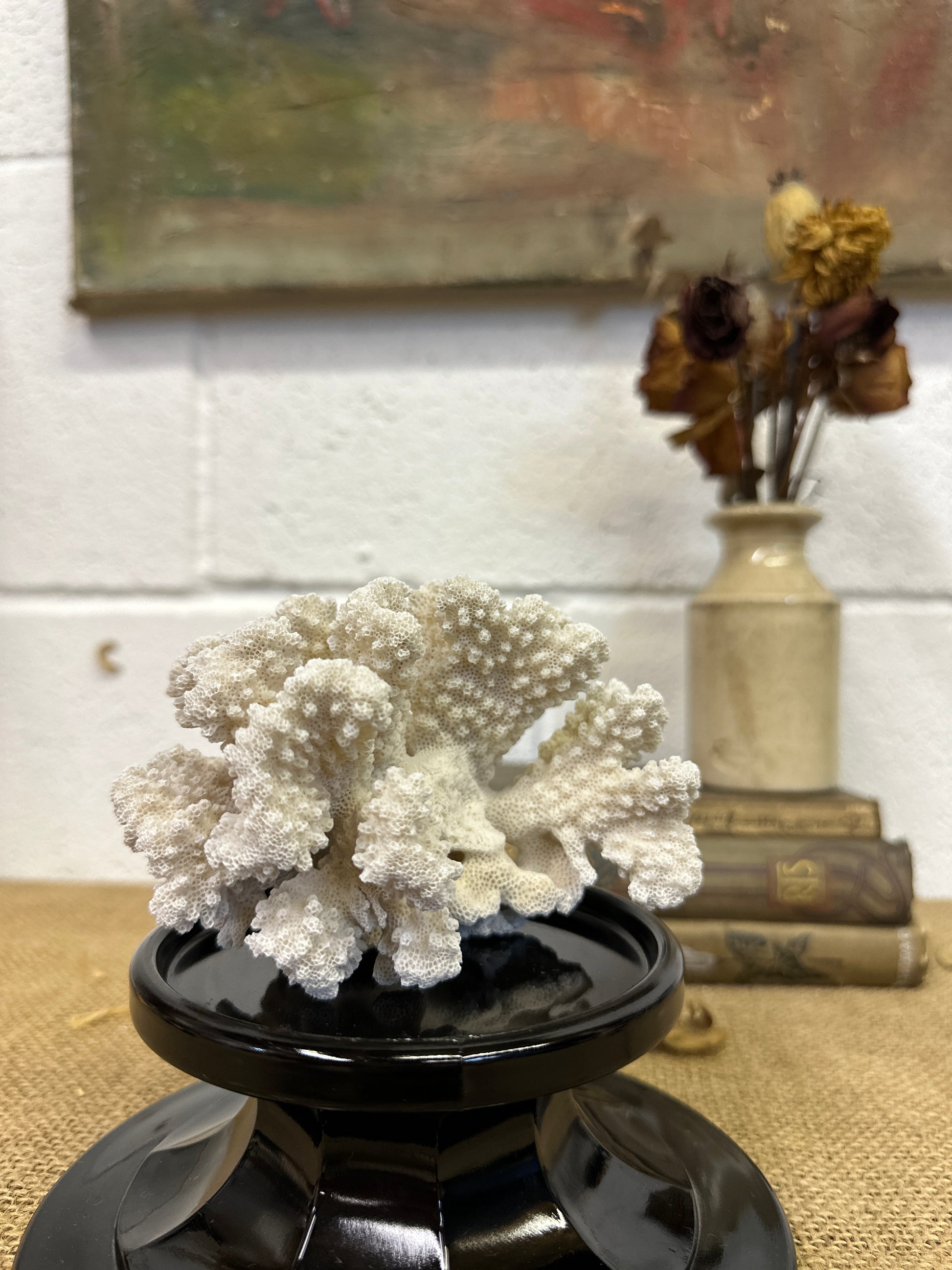 Antique Sea Coral Specimen - The Blind Mole