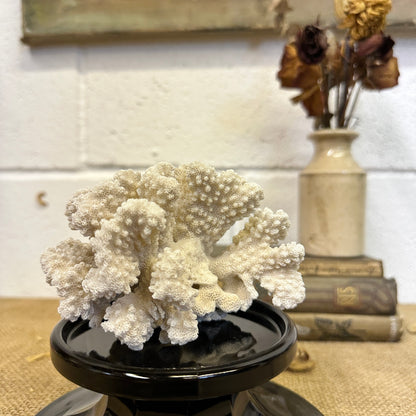 Antique Sea Coral Specimen - The Blind Mole