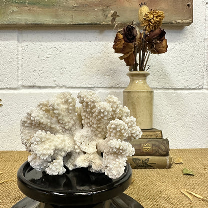 Antique Sea Coral Specimen - The Blind Mole